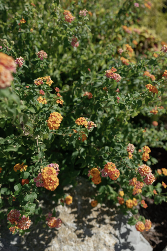 Susan Ly Photography