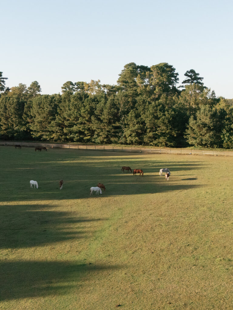 Susan Ly Photography