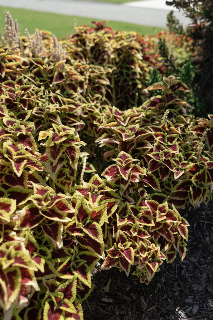 Susan Ly Photography