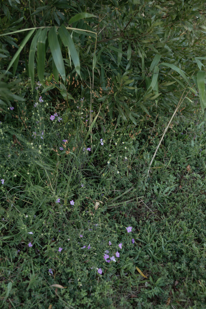 Susan Ly Photography