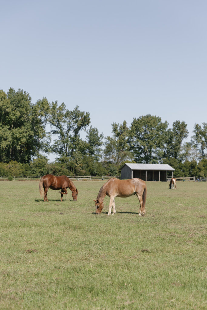 Susan Ly Photography